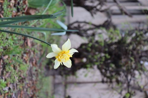 Örökös ökoiskola